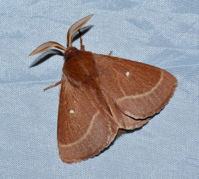 Lasiocampa (Pachygastria) trifolii